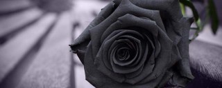 黑色玫瑰花语,第1图