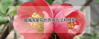 玻璃海棠花的养殖方法和修剪,第1图