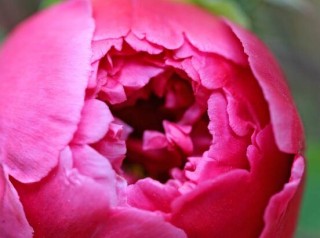 牡丹花花期，牡丹花的花期4-5月份(绽放十天),第3图