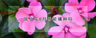 凤仙花8月份能播种吗,第1图