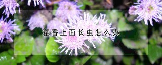 藿香上面长虫怎么办,第1图