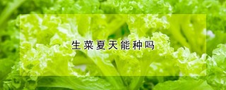 生菜夏天能种吗,第1图