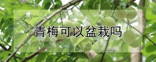 青梅可以盆栽吗,第1图