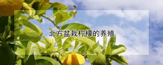 北方盆栽柠檬的养殖,第1图