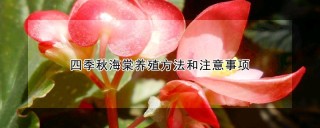 四季秋海棠养殖方法和注意事项,第1图