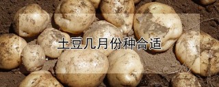 土豆几月份种合适,第1图