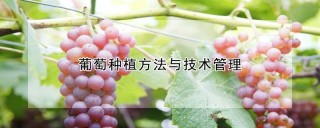 葡萄种植方法与技术管理,第1图