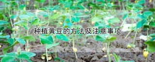 种植黄豆的方法及注意事项,第1图