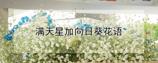 满天星加向日葵花语,第1图