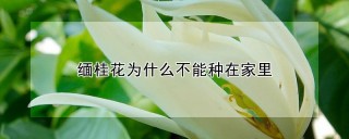 缅桂花为什么不能种在家里,第1图