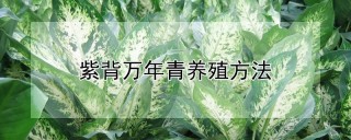 紫背万年青养殖方法,第1图