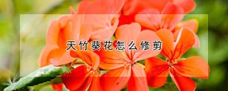 天竹葵花怎么修剪,第1图