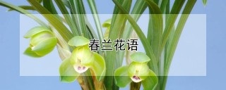 春兰花语,第1图