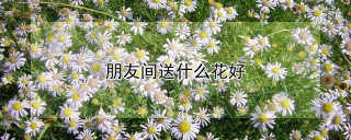 朋友间送什么花好,第1图