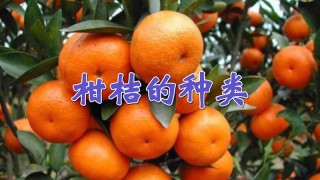 柑桔的种类,第1图