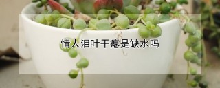 情人泪叶干瘪是缺水吗,第1图