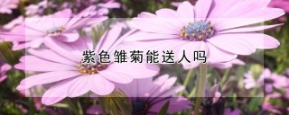 紫色雏菊能送人吗,第1图