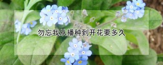 勿忘我从播种到开花要多久,第1图