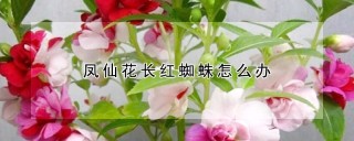 凤仙花长红蜘蛛怎么办,第1图