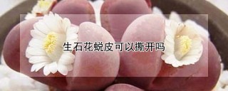 生石花蜕皮可以撕开吗,第1图