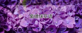 紫绣球花语,第1图