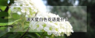 满天星白色花语是什么,第1图