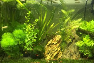 鱼缸净化的植物,第2图