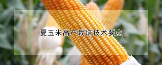 夏玉米高产栽培技术要点,第1图