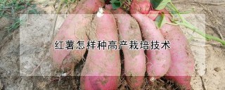 红薯怎样种高产栽培技术,第1图