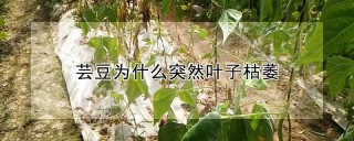 芸豆为什么突然叶子枯萎,第1图