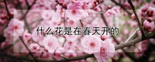 什么花是在春天开的,第1图