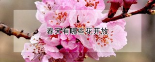 春天有哪些花开放,第1图