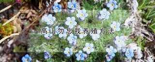 高山勿忘我养殖方法,第1图