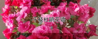 干枝杜鹃花语,第1图