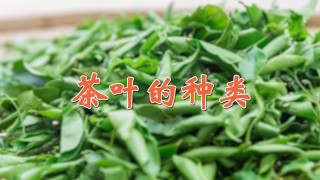 茶叶的种类,第1图