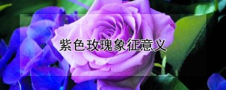 紫色玫瑰象征意义,第1图