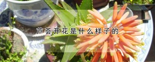 芦荟开花是什么样子的,第1图