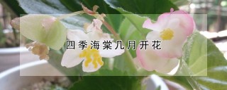 四季海棠几月开花,第1图