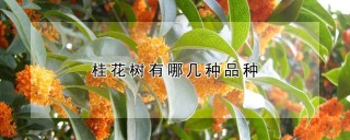 桂花树有哪几种品种,第1图