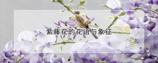 紫藤花的花语与象征,第1图