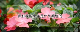 凤仙花的果实是什么颜色的,第1图