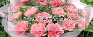15朵康乃馨花语是什么,第1图
