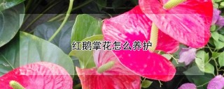 红鹅掌花怎么养护,第1图