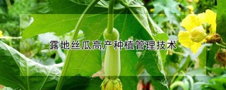 露地丝瓜高产种植管理技术,第1图