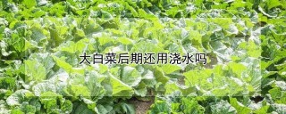 大白菜后期还用浇水吗,第1图