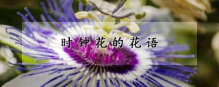 时钟花的花语,第1图