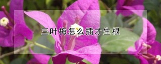 三叶梅怎么插才生根,第1图