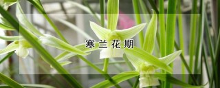 寒兰花期,第1图