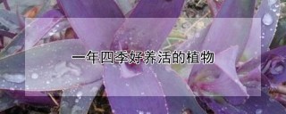 一年四季好养活的植物,第1图