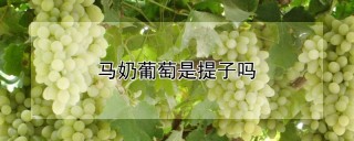 马奶葡萄是提子吗,第1图